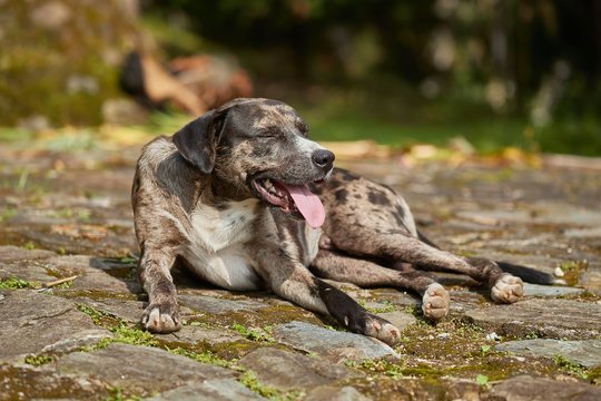 Dog Panting In Hot Summer Heat Weather