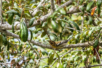 A young female Blackburnian Warbler forages for insects in a live oak tree