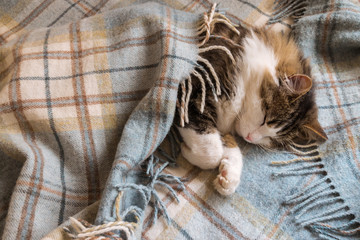 tabby cat resting wrapped up in a wool tartan blanket with fringe