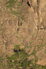 Canary Island date palm Phoenix canariensis in The Soria dam. Gran Canaria. Canary Islands. Spain.