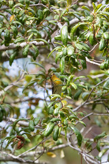 A young female Blackburnian Warbler forages for insects in a live oak tree