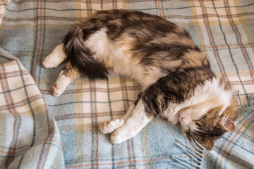 Tabby cat sleeping on woollen pale blue tartan fringe blanket