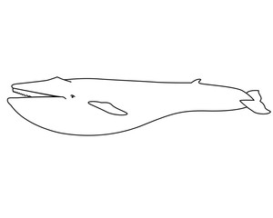 Blue whale - marine mammal - vector linear picture for coloring. Blue whale - the largest mammal, marine illustration. Outline. Hand drawing - coloring book.