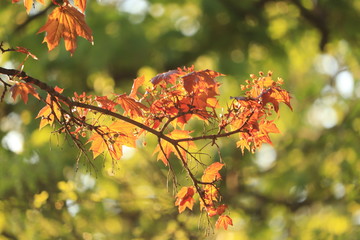 gałęzie  w  zachodzącym  słońcu