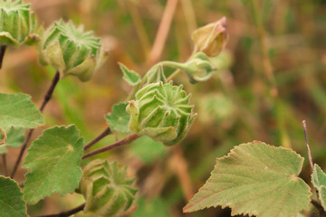 sphaeralcea bonaerensis dry fruit - globemallow - mallow - capsule