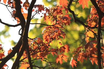 naturalne  kolory  liści   w  zachodzącym  słońcu
