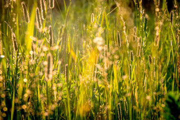 summer sunset on green meadow and sunbeams through grass in the evening. Scenery landscape of bright sunrays over green field. Summer nature. Natural sunlight.