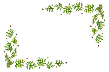 frame of twigs of thuja and tiny cones isolated on a white background. Christmas card concept. space for text