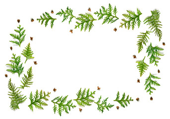 Fototapeta na wymiar frame of twigs of thuja and tiny cones isolated on a white background. Christmas card concept. space for text