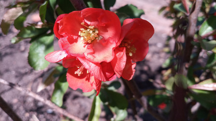Fototapeta na wymiar Blooming bright red and pink flowers of Japanese quince, Chaenomeles. Photo without retouching. Life goes on!