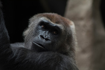 retrato a un mono con una mirada especial