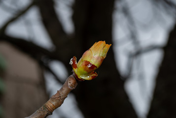 bud of a tree