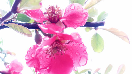 Blooming bright red and pink flowers of Japanese quince, Chaenomeles after rain. Photo without retouching. Life goes on!