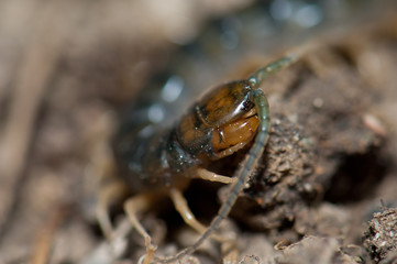 Canarian centipede Scolopendra valida. Las Brujas Mountain. Integral Natural Reserve of Inagua. Gran Canaria. Canary Islands. Spain.