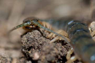 Canarian centipede Scolopendra valida. Las Brujas Mountain. Integral Natural Reserve of Inagua. Gran Canaria. Canary Islands. Spain.