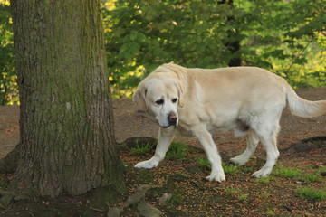 Naklejka na ściany i meble biały pies pod drzewem w parku