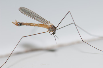 Common house mosquito Culex pipiens. Cruz de Pajonales. Tejeda. Gran Canaria. Canary Islands. Spain.