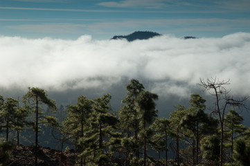 Forest of Canary Island pine, sea of clouds and mountain in the background. Integral Natural Reserve of Inagua and Pilancones Natural Park. Gran Canaria. Canary Islands. Spain.