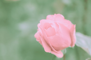 Closed Up Rose Flower on Japanese vintage style