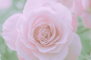 Closed Up Rose Flower on Japanese vintage style