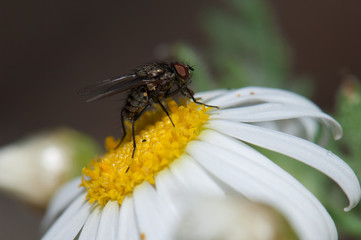 Fly feeding on a marguerite Argyranthemum adauctum canariense. Pajonales. Integral Natural Reserve of Inagua. Gran Canaria. Canary Islands. Spain.