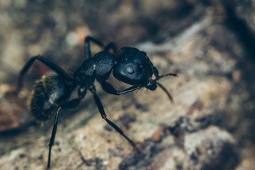 Macro photo of a Wood Ant.