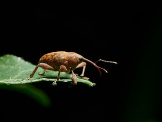 black beetle on a black background