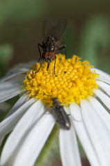 Fly feeding on a marguerite Argyranthemum adauctum canariense. Pajonales. Integral Natural Reserve of Inagua. Gran Canaria. Canary Islands. Spain.