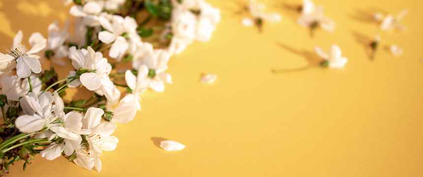 Top View Of White Flowers On Yellow Background. Pattern, Texture. Wide Format