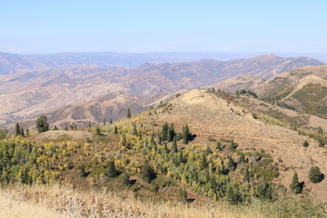 Yellow Aspen trees mix with Green Aspens and evergreens early in the fall season in the slopes of the Wasatch Range, Utah.