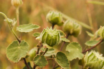 sphaeralcea bonaerensis dry fruit - globemallow - mallow - capsule