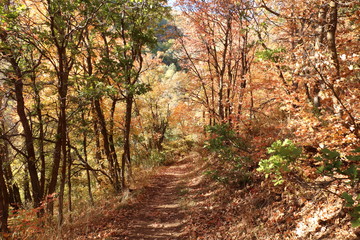 Hiking trail in Fall near Big Mountain Pass, Utah