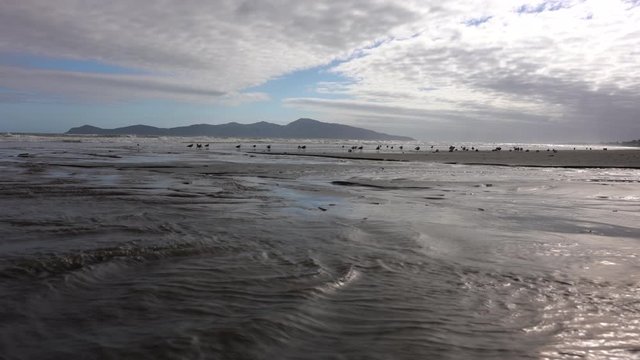 View of Kapiti island with seagulls on the beach