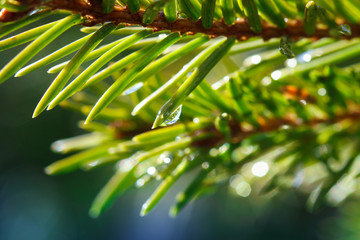 Drops of dew on a Christmas tree. Fir tree in the rain. Macro spruce needles with raindrops.