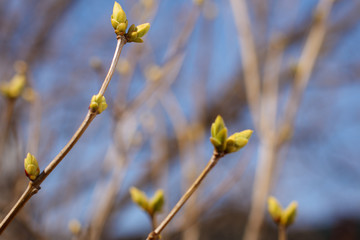 Buds on the branches in the spring. Spring awakening of nature. Tree branches with leaves in springtime. Allergy to flowering. Pollen from the trees.