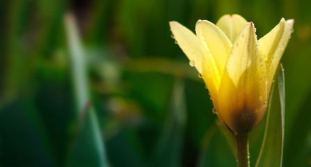 Flowers close-up. Macro dew on the petals of a plant. spring flowering. Blooming tulip in  gardens in springtime. Summer freshness. Allergy to pollen.