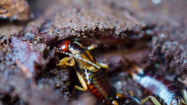 A macro of the European earwig in damp soil.