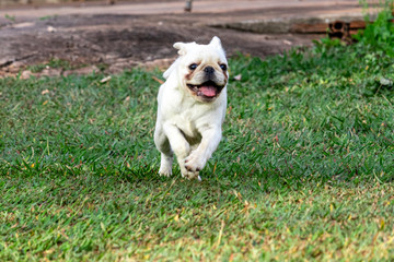 White color Pug dog running and playing in the grass