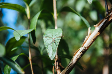 Big Crane fly on green leaf in spring garden