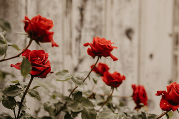 Fototapeta na wymiar red roses on wood