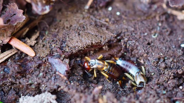 A macro of the European earwig in damp soil.
