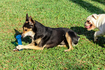 Naklejka na ściany i meble Pinscher dog lying on grass biting toy