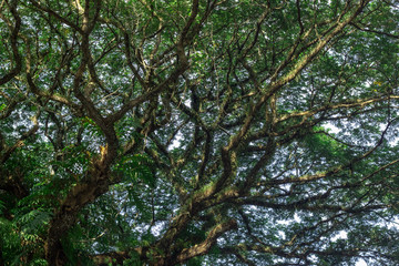 green leaf isolated on white background with copy space