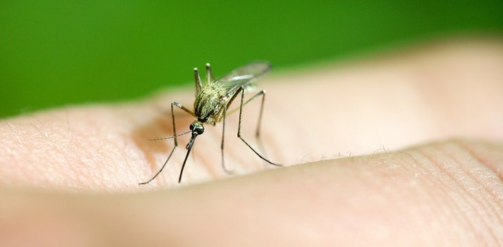 Moustique piqure insecte sur une main 