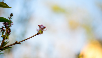 Cinematic flare defocused background shot of Lilac tree buds early in spring