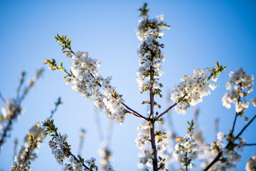 Low angle view of a cherry tree in bloom with clear blue sky in the background - spring is in the air on the bio organic plantation