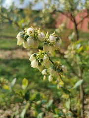 Kwiat na krzaku Borówki