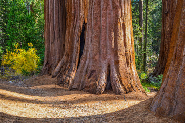giant trees in a california park, a lot of history in nature and in these places full of natural life.