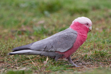 Portrait of a Galah
