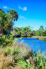 Obraz premium Florida Hernando beach and swamp